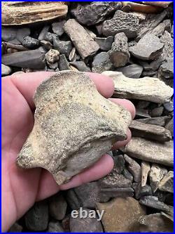 Right Under 6 Pounds Of Fossil Bone, Teeth, And More Pleistocene And Cretaceous