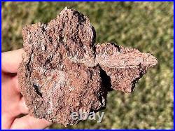 SUPERB Permian Amphibian Jaw Fossil with Skull Bone in Matrix Waurika Oklahoma