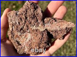 SUPERB Permian Amphibian Jaw Fossil with Skull Bone in Matrix Waurika Oklahoma