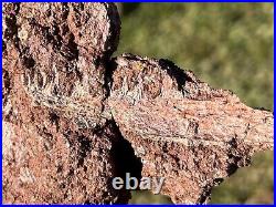 SUPERB Permian Amphibian Jaw Fossil with Skull Bone in Matrix Waurika Oklahoma