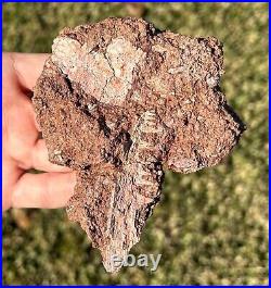 SUPERB Permian Amphibian Jaw Fossil with Skull Bone in Matrix Waurika Oklahoma