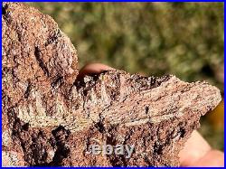 SUPERB Permian Amphibian Jaw Fossil with Skull Bone in Matrix Waurika Oklahoma