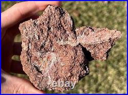 SUPERB Permian Amphibian Jaw Fossil with Skull Bone in Matrix Waurika Oklahoma