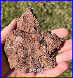 SUPERB Permian Amphibian Jaw Fossil with Skull Bone in Matrix Waurika Oklahoma