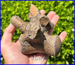 SUPERB Texas Fossil Mosasaur Vertebrae with Process Dinosaur Bones Ozan Fm