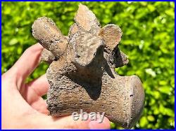 SUPERB Texas Fossil Mosasaur Vertebrae with Process Dinosaur Bones Ozan Fm