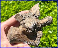 SUPERB Texas Fossil Mosasaur Vertebrae with Process Dinosaur Bones Ozan Fm