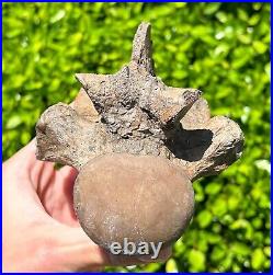 SUPERB Texas Fossil Mosasaur Vertebrae with Process Dinosaur Bones Ozan Fm