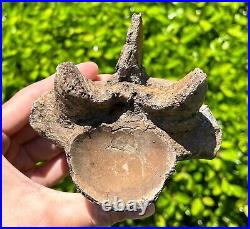 SUPERB Texas Fossil Mosasaur Vertebrae with Process Dinosaur Bones Ozan Fm