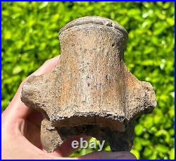 SUPERB Texas Fossil Mosasaur Vertebrae with Process Dinosaur Bones Ozan Fm