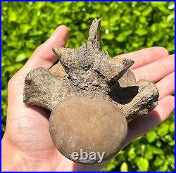 SUPERB Texas Fossil Mosasaur Vertebrae with Process Dinosaur Bones Ozan Fm