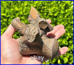 SUPERB Texas Fossil Mosasaur Vertebrae with Process Dinosaur Bones Ozan Fm