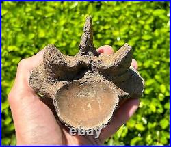 SUPERB Texas Fossil Mosasaur Vertebrae with Process Dinosaur Bones Ozan Fm