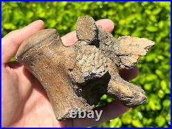 SUPERB Texas Fossil Mosasaur Vertebrae with Process Dinosaur Bones Ozan Fm