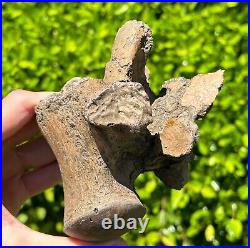 SUPERB Texas Fossil Mosasaur Vertebrae with Process Dinosaur Bones Ozan Fm