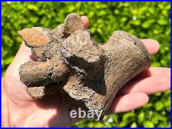 SUPERB Texas Fossil Mosasaur Vertebrae with Process Dinosaur Bones Ozan Fm