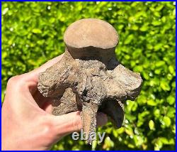 SUPERB Texas Fossil Mosasaur Vertebrae with Process Dinosaur Bones Ozan Fm