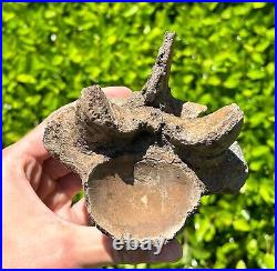 SUPERB Texas Fossil Mosasaur Vertebrae with Process Dinosaur Bones Ozan Fm