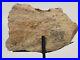 Sauropod Bone Fossil withStand Personal Find Morrison Fm Big Horn Co, WY