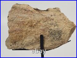 Sauropod Bone Fossil withStand Personal Find Morrison Fm Big Horn Co, WY