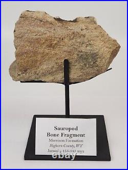 Sauropod Bone Fossil withStand Personal Find Morrison Fm Big Horn Co, WY