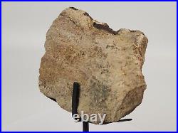 Sauropod Bone Fossil withStand Personal Find Morrison Fm Big Horn Co, WY