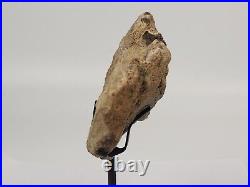 Sauropod Bone Fossil withStand Personal Find Morrison Fm Big Horn Co, WY