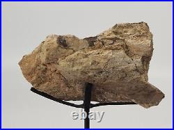 Sauropod Bone Fossil withStand Personal Find Morrison Fm Big Horn Co, WY