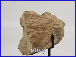 Sauropod Bone Fossil withStand Personal Find Morrison Fm Big Horn Co, WY