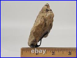 Sauropod Bone with Display Stand Personal Find Morrison Fm Big Horn Co, WY