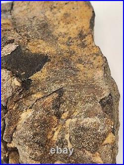 Sauropod Dinosaur Limb Bone Morrison Fm. Dana Quarry, Washakie Co, WY