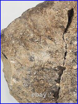 Sauropod Dinosaur Limb Bone Morrison Fm. Dana Quarry, Washakie Co, WY