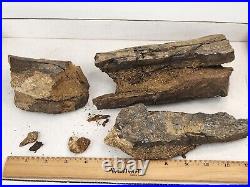 Sauropod Dinosaur Limb Fossil Prep Project Morrison Self Dug Big Horn, WY