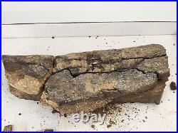 Sauropod Dinosaur Limb Fossil Prep Project Morrison Self Dug Big Horn, WY