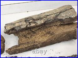 Sauropod Dinosaur Limb Fossil Prep Project Morrison Self Dug Big Horn, WY