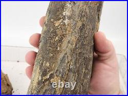 Sauropod Dinosaur Limb Fossil Prep Project Morrison Self Dug Big Horn, WY