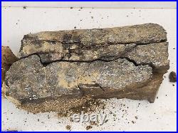 Sauropod Dinosaur Limb Fossil Prep Project Morrison Self Dug Big Horn, WY