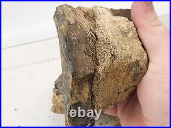 Sauropod Dinosaur Limb Fossil Prep Project Morrison Self Dug Big Horn, WY