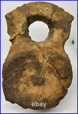 Sauropod Dinosaur Vertebra Fossil Jurassic COA/ ID Card England