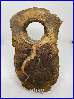 Sauropod Dinosaur Vertebra Fossil Jurassic COA/ ID Card England