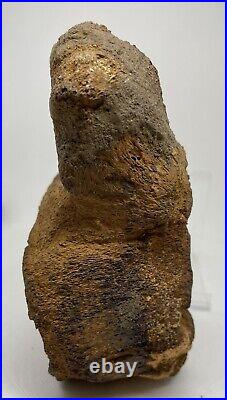 Sauropod Dinosaur Vertebra Fossil Jurassic COA/ ID Card England