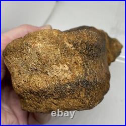 Sauropod Dinosaur Vertebra Fossil Jurassic COA/ ID Card England