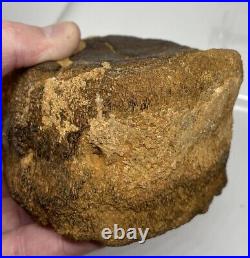 Sauropod Dinosaur Vertebra Fossil Jurassic COA/ ID Card England