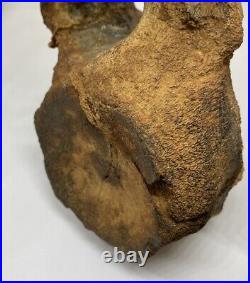 Sauropod Dinosaur Vertebra Fossil Jurassic COA/ ID Card England