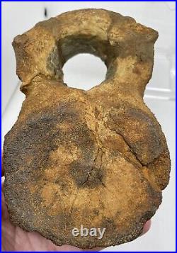 Sauropod Dinosaur Vertebra Fossil Jurassic COA/ ID Card England