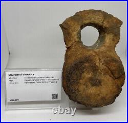 Sauropod Dinosaur Vertebra Fossil Jurassic COA/ ID Card England