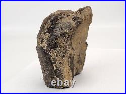 Sauropod Limb Bone End Fossil (Fibula) Self Dug Morrison Fm. Big Horn, WY