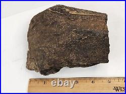 Sauropod Limb Bone End Fossil (Fibula) Self Dug Morrison Fm. Big Horn, WY