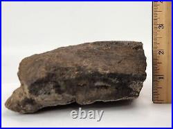 Sauropod Limb Bone End Fossil (Fibula) Self Dug Morrison Fm. Big Horn, WY