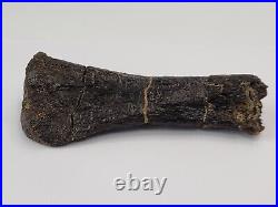 Sauropod Metacarpal (Hand Bone) Morrison Fm Personal Find Big Horn Co, WY